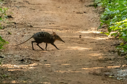 Checkered Elephant Shrew (Rhynchocyon cirnei) — Least Concern Mammalia