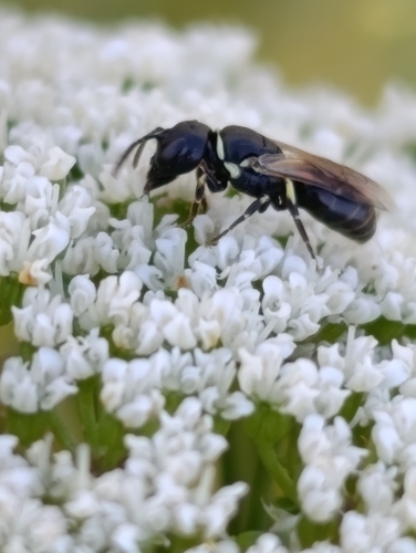 Horned Masked Bee