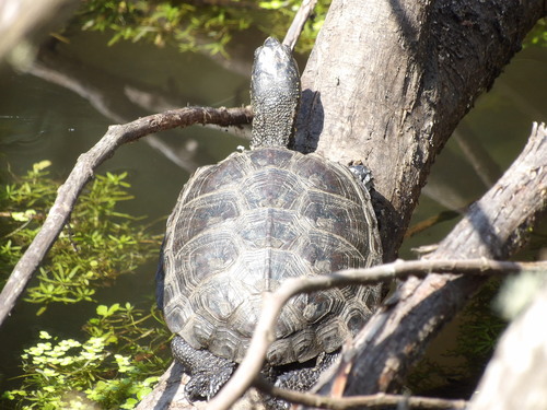 Emys orbicularis