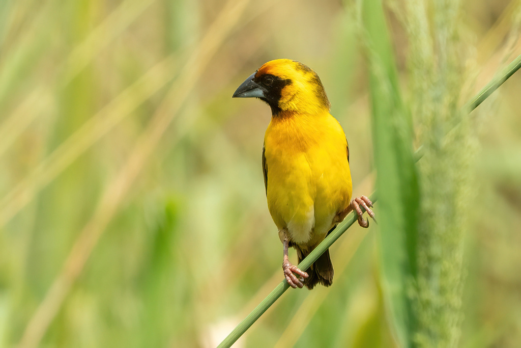 Compact Weaver (Pachyphantes superciliosus) photo