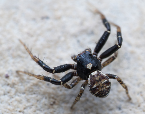 Xysticus cor