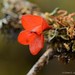 Dendrobium cuthbertsonii - Photo (c) Chien Lee, kaikki oikeudet pidätetään, uploaded by Chien Lee