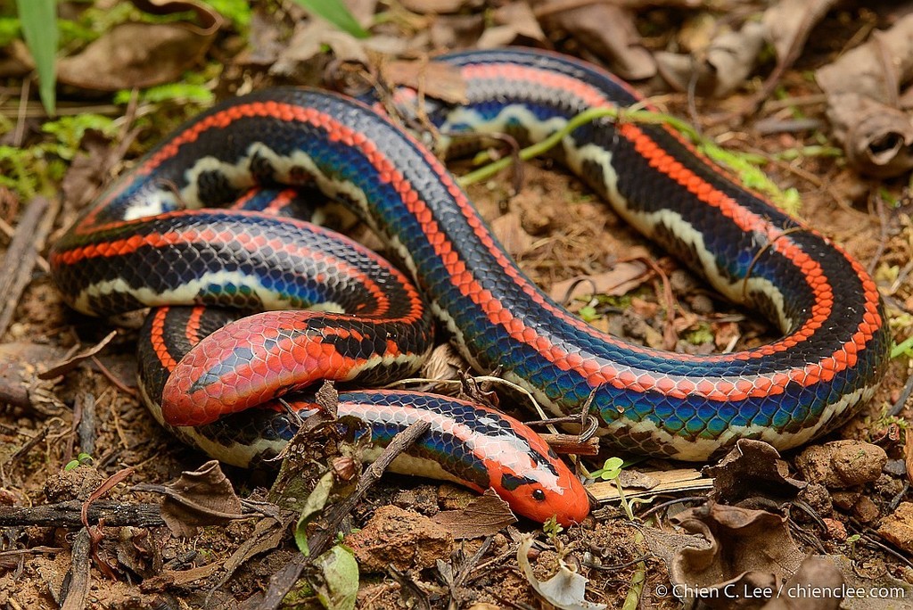 Stock photo of Blanford's Pipe Snake (Cylindrophis lineatus) raising its  tail which is…. Available for sale on