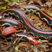 Cylindrophis - Photo (c) Chien Lee, all rights reserved, uploaded by Chien Lee