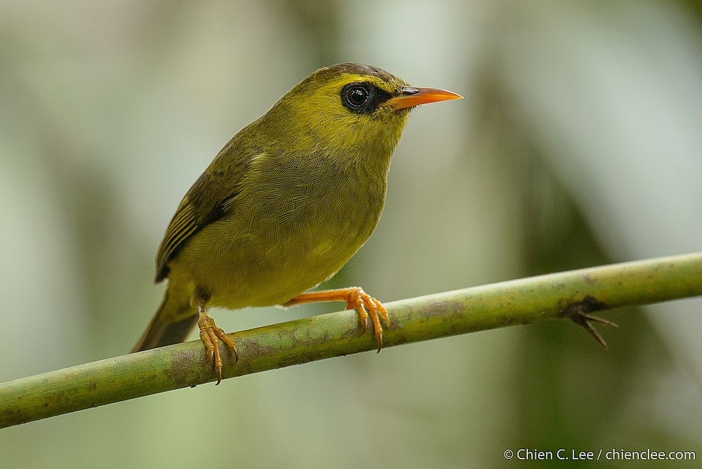 Mountain Black-eye photo