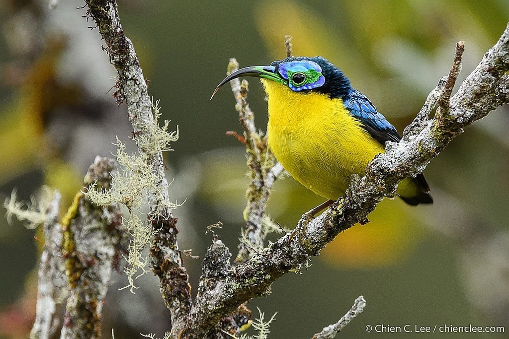 Yellow-bellied Sunbird-Asity (Neodrepanis hypoxantha) photo