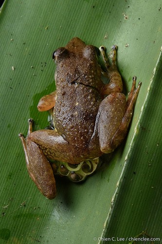 Ivohimanita Madagascar Frog