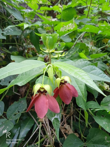 Abroma augustum (L.) L.fil.