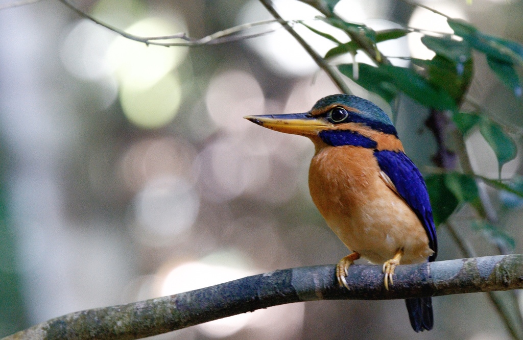 Rufous-collared Kingfisher photo