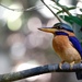 Rufous-collared Kingfisher - Photo (c) Kelvin Ping, all rights reserved, uploaded by Kelvin Ping