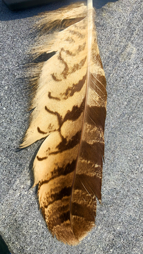 View observation of {o.common_name} on iNaturalist