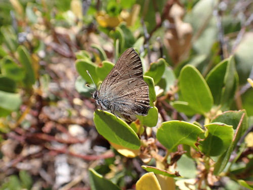 iNaturalist observation photo of Hedgerow Hairstreak