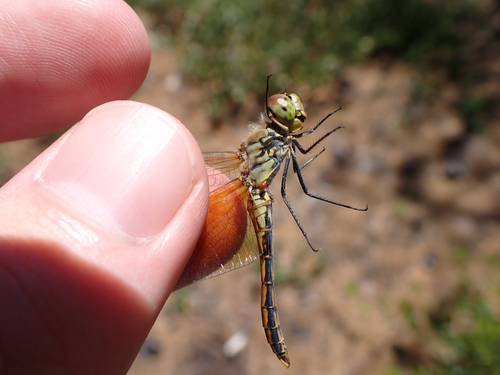 iNaturalist observation photo of Band-winged Meadowhawk