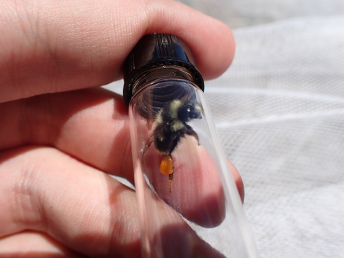 iNaturalist observation photo of Nearctic Bumble Bee