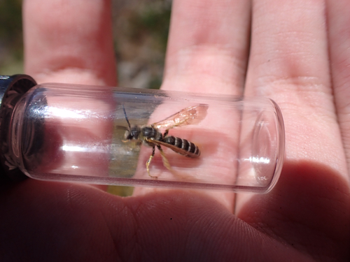 iNaturalist observation photo of Wide-striped Sweat Bee