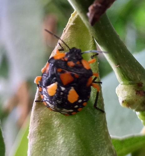 Yellow-edged Stink Bug