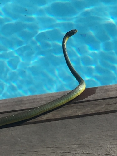 Common Tree Snake sighting