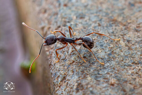Aphaenogaster cristataAphaenogaster cristata