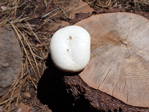 iNaturalist observation photo of Common Gilled Mushrooms and Allies