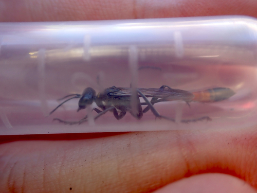 iNaturalist observation photo of Thread-waisted Sand Wasps