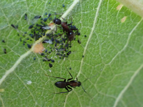iNaturalist observation photo of Camponotus sansabeanus