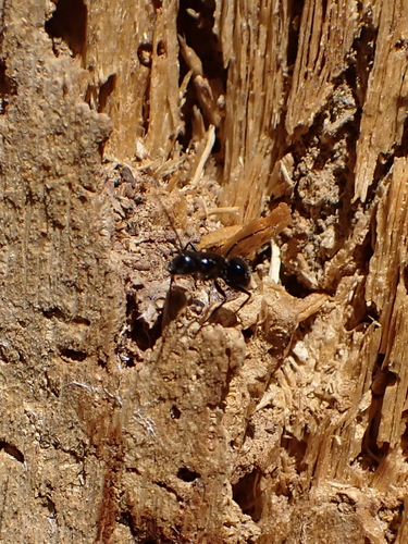 iNaturalist observation photo of Carpenter Ants, Typical Sugar Ants and Allies