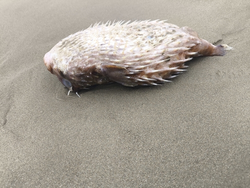Diodon holocanthus