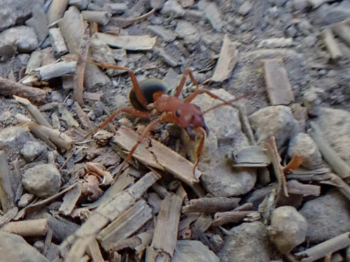 iNaturalist observation photo of Western Mound Ant