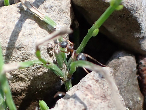 iNaturalist observation photo of fusca-group Field Ants and Allies