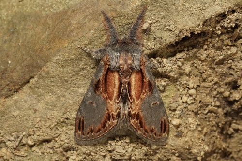 Notodonta scitipennis Walker, 1862