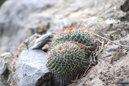 Mammillaria ritteriana  iNaturalist