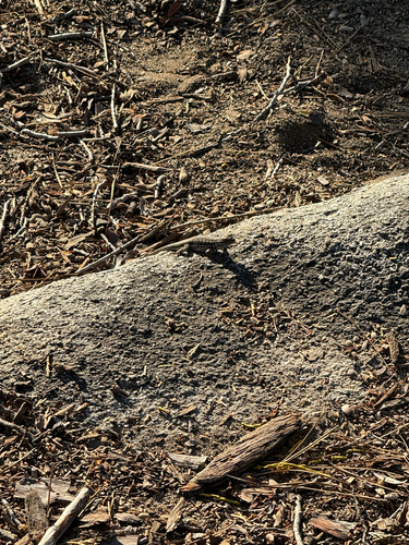 iNaturalist observation photo of Common Sagebrush Lizard