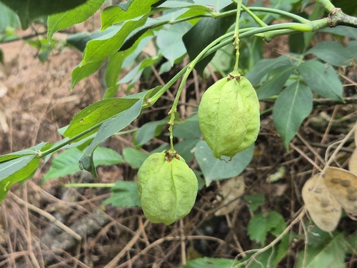 European bladdernut