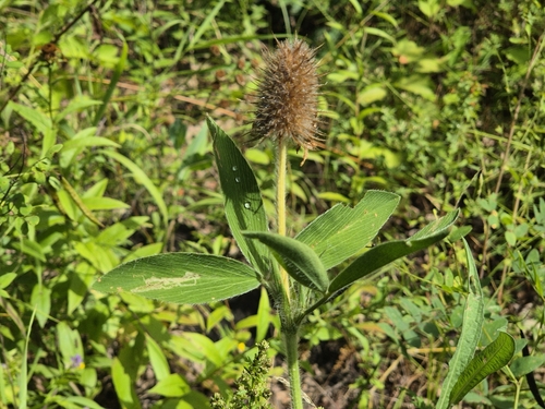 Hungarian Clover