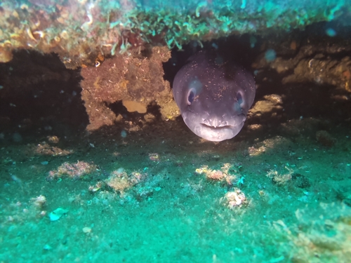 Conger conger