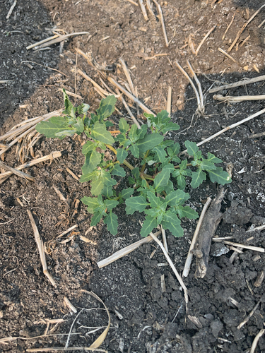 oak-leaved goosefoot