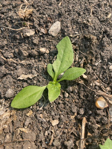 greater plantain
