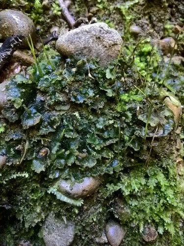 Megaceros pellucidus