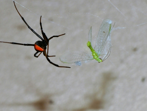 Redback Spider