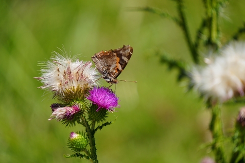 Indian Red Admiral