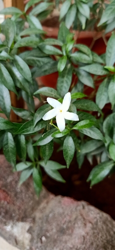 Crepe Jasmine