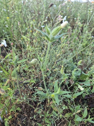 white campion