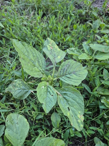Redroot Amaranth