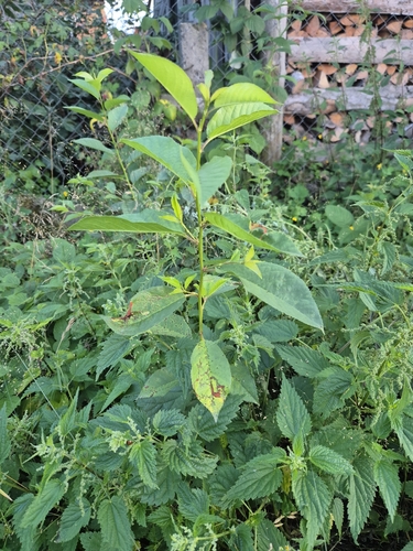 Sour Cherry