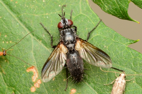 Eriothrix umbrinervis