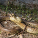 Australian Brown Snakes - Photo (c) Adam Brice, all rights reserved, uploaded by Adam Brice