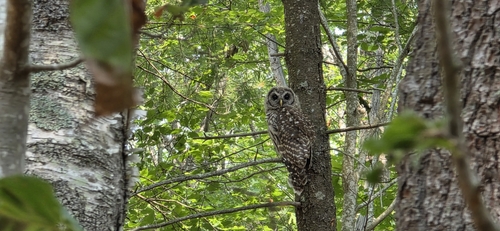 View observation of {o.common_name} on iNaturalist