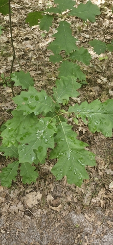 northern red oak