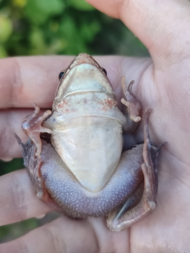 Moor Frog