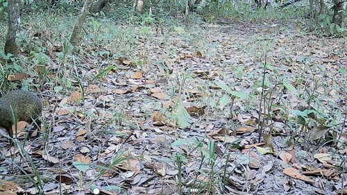 Azara's Agouti
